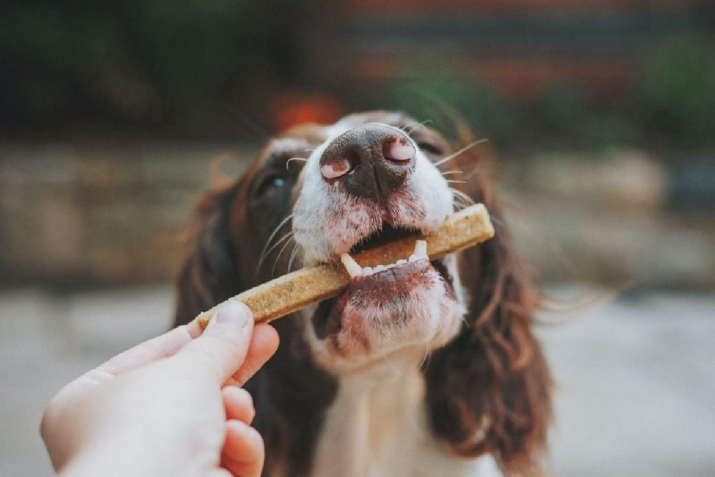 Learn More About CBD-Based Dog Treats, and Why You Might Need It