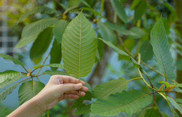 Understanding Kratom_ Origins and Common Uses